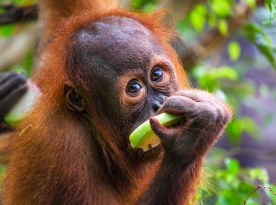 Borneó és Brunei – A dzsungel mélyétől a szultánok világáig – csoportos utazás 2027.03.24.-04.06. Csoportos utazások, Tavaszi csoportos utak, Csoportos felfedezőutak, Csoportos egzotikus utak, Különleges ajánlatok, Utazások felnőtteknek, Felfedezőutak, Ázsia, Malajzia