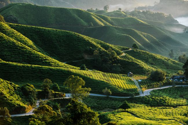 A Cameron Highlands végtelen teaföldjei