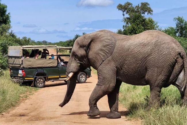 Kruger Nemzeti Park - nagyobb járműé az elsőbbség