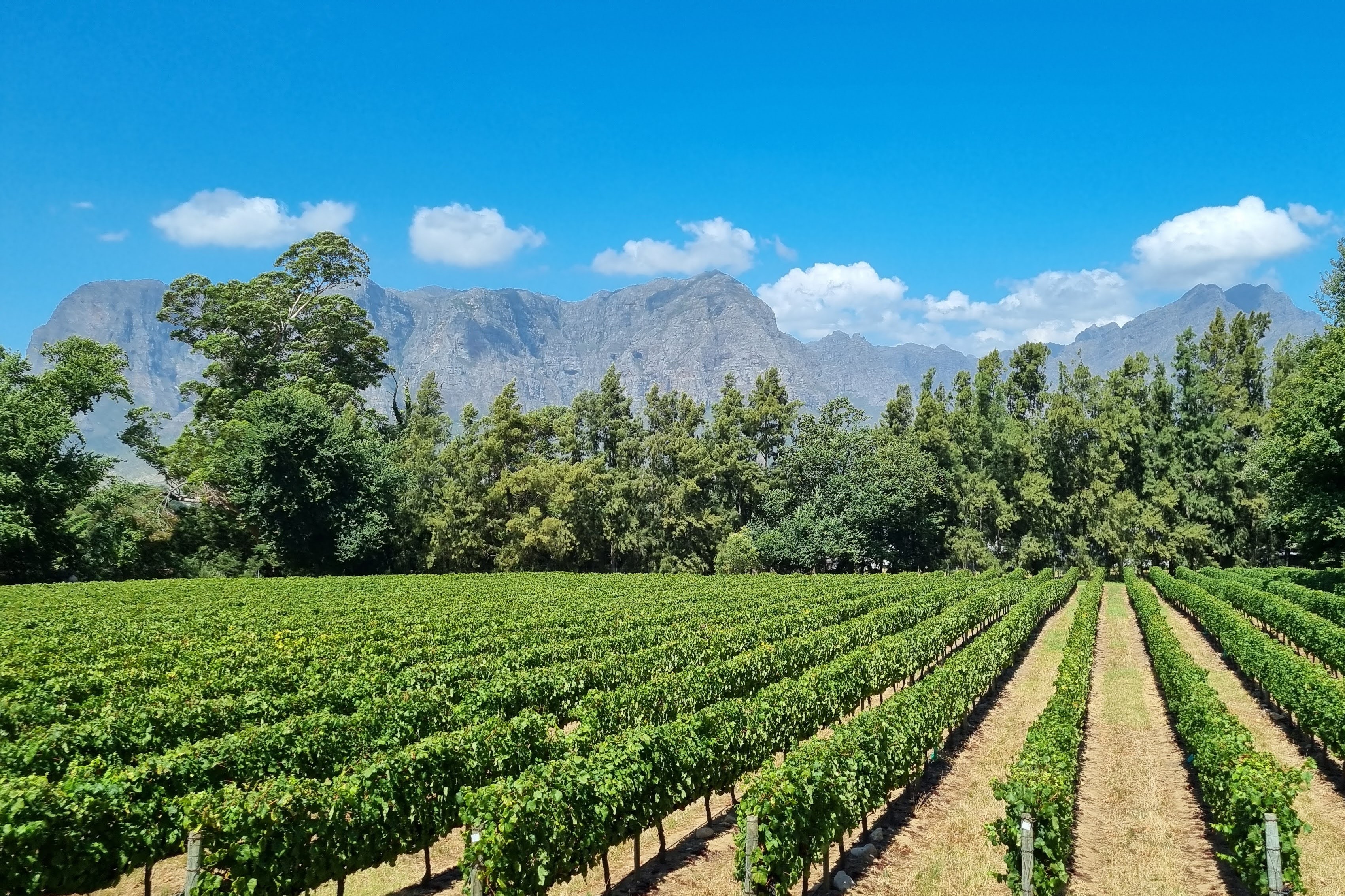 Stellenbosch borvidék