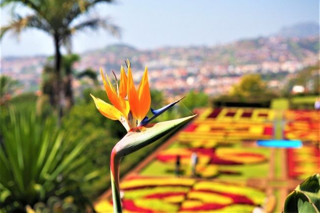 Madeira jelképes virága