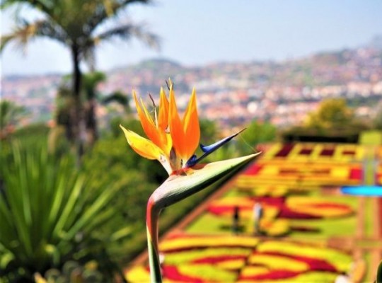 Madeira, az örök tavasz szigete – csoportos út magyar idegenvezetővel 2027.04.23-30. Csoportos utazások, Tavaszi csoportos utak, Csoportos felfedezőutak, Különleges ajánlatok, Gasztrotúrák, Nászutas ajánlatok, Gyerekbarát utak, Felfedezőutak, Dél-Európa, Portugália, Madeira