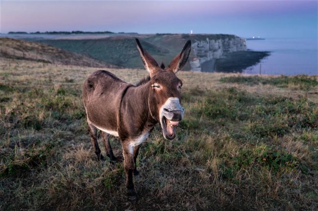 Étretat lakója