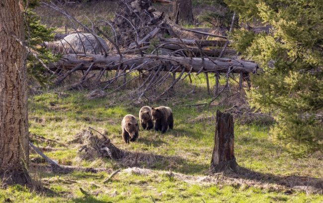 Grizzly medvék a Yellowstone Nemzeti Parkban