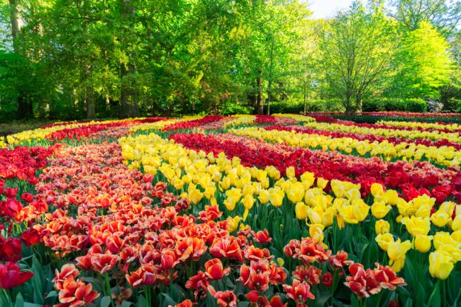 A Keukenhof