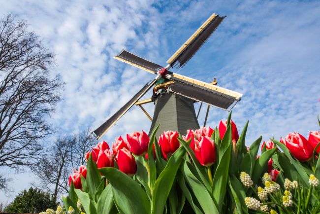 Tulipánszezonban